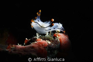 nudibranchia....... snoot by Afflitti Gianluca 
